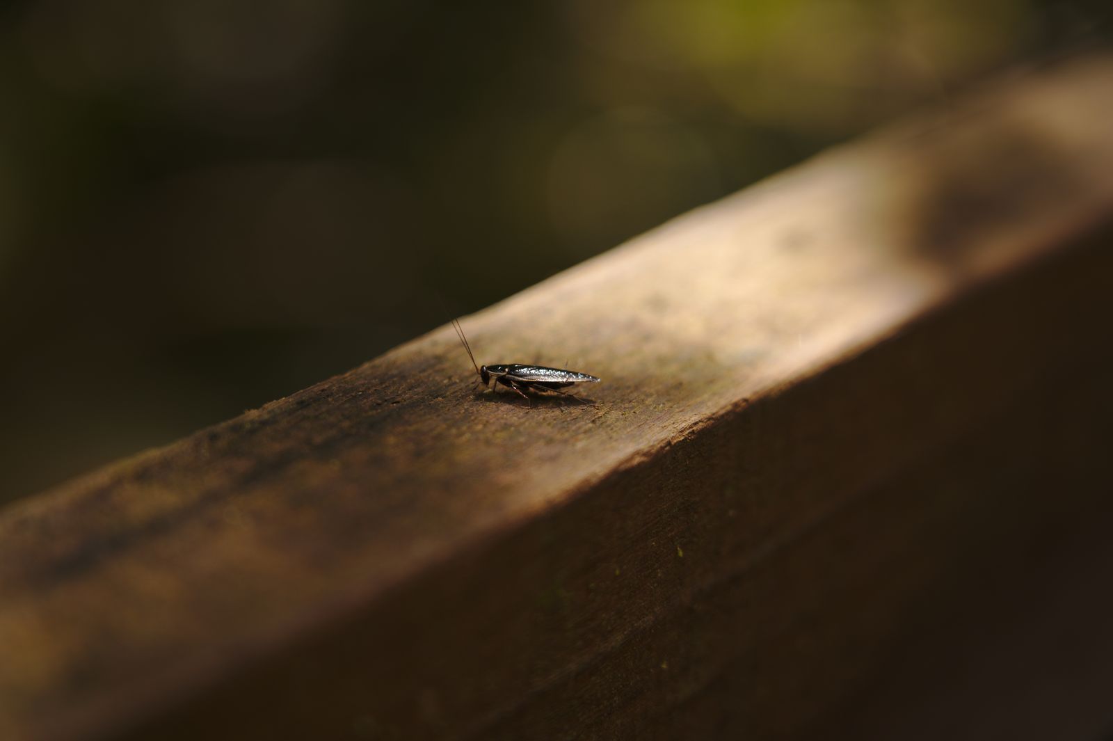 Cockroach on a wooden surface