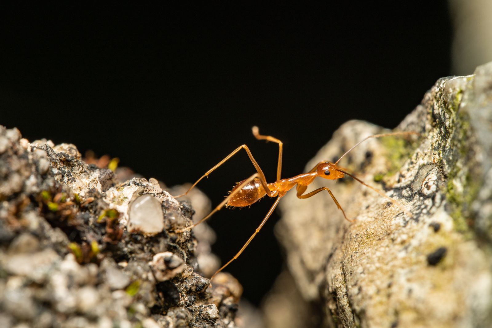 Ant on a natural surface